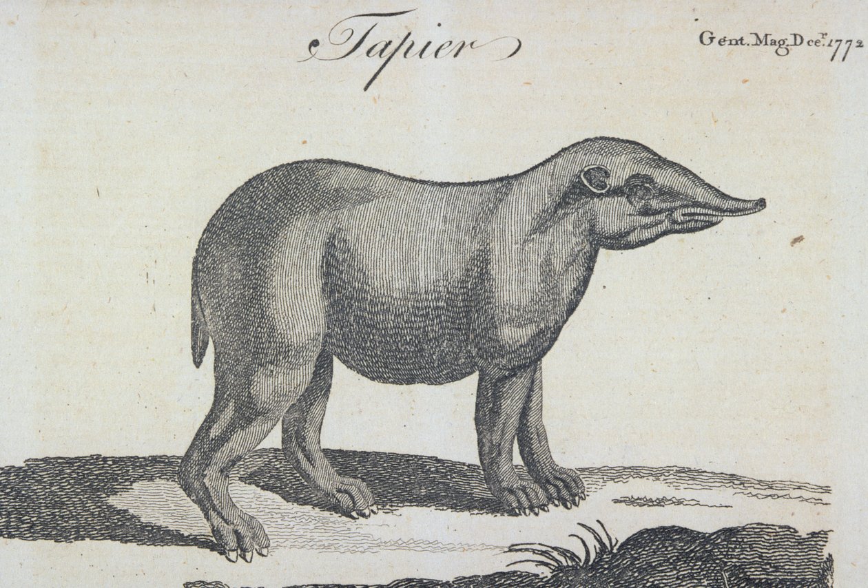 Tapir, from 