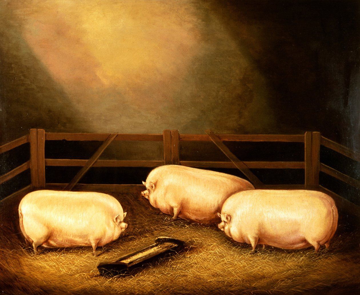 Three Prize Pigs Outside a Sty by English School