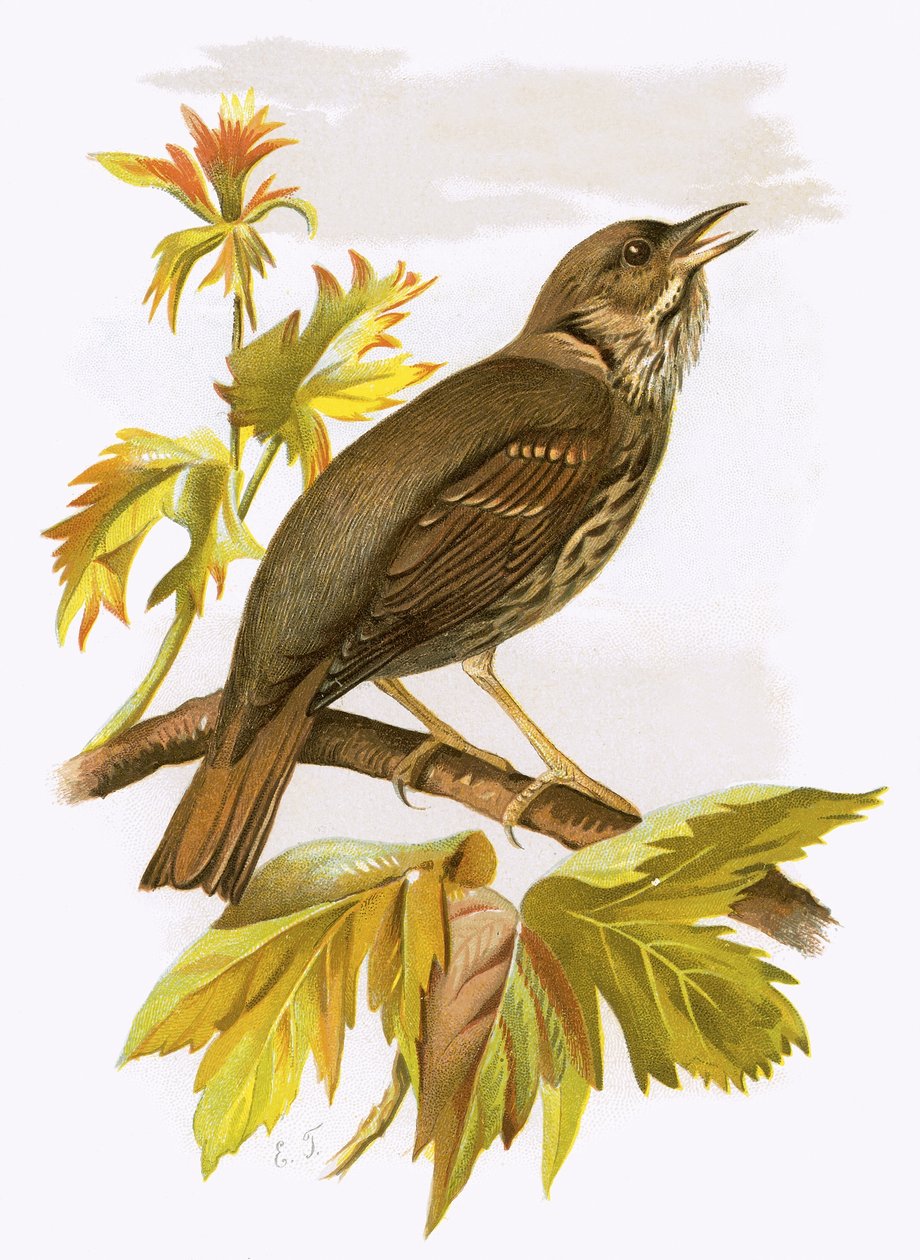 Thrush by English School