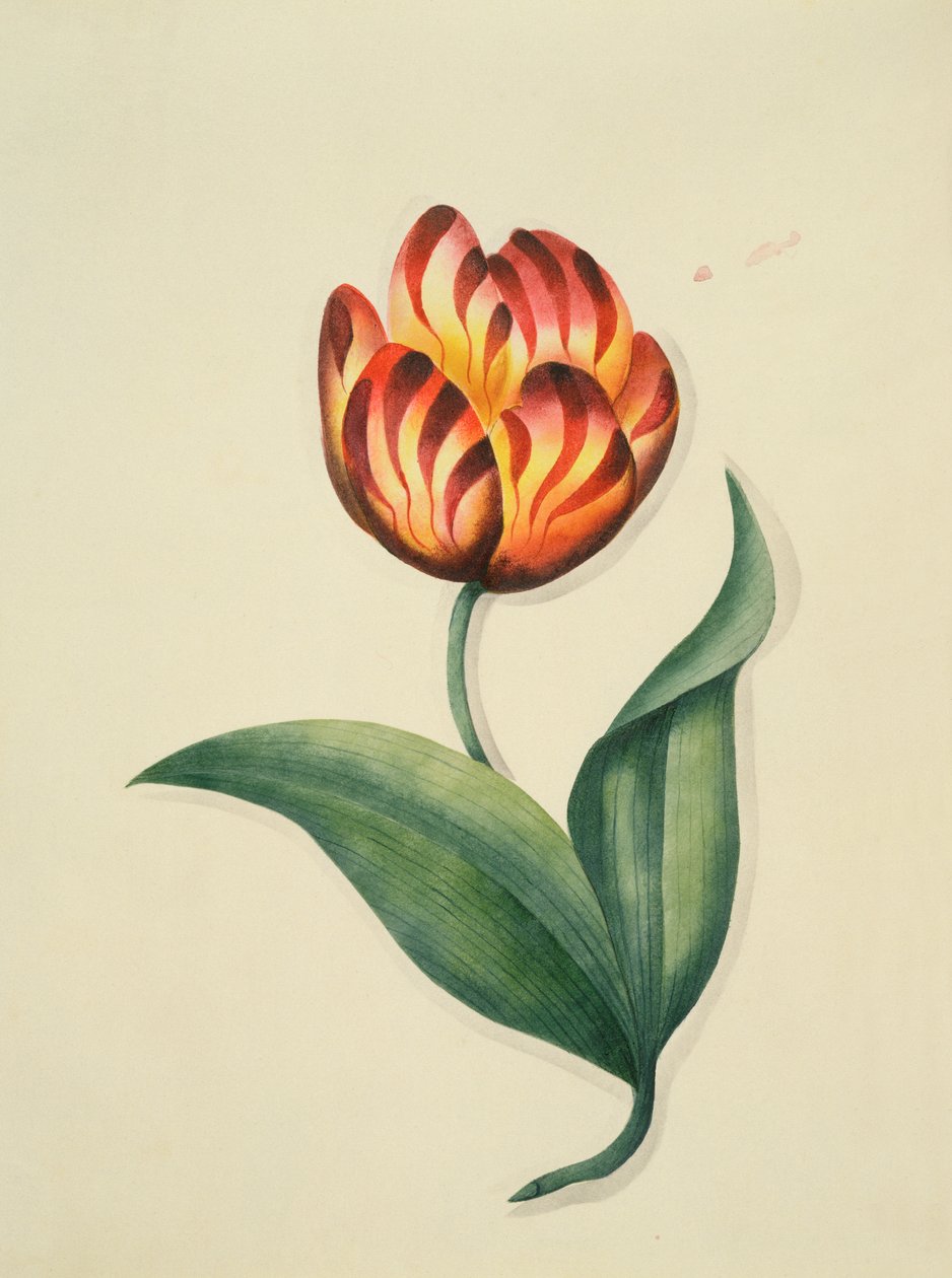 Tulip, from Flowers, an English Botanical Manuscript, c.1840 by English School