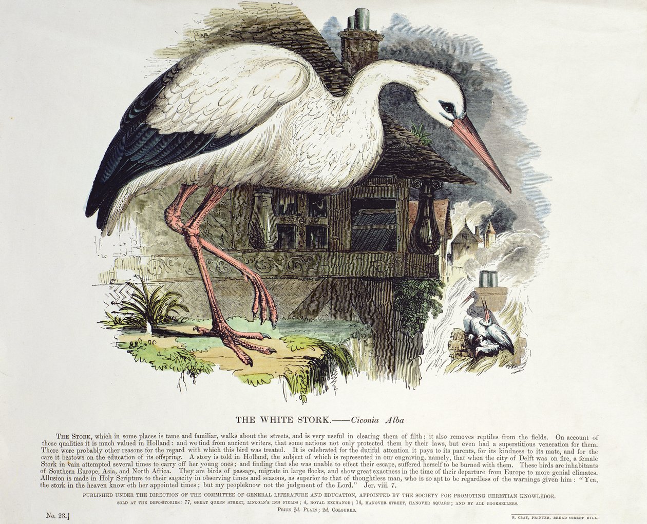 White Stork (Ciconia Alba) by English School