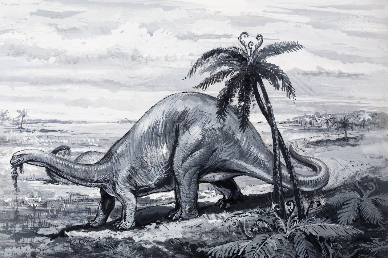 Brontosaurus by English Photographer