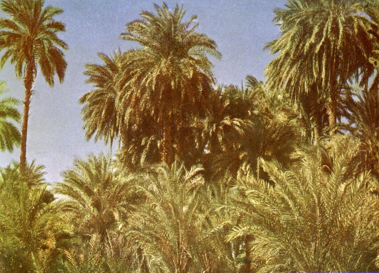 Date Palms on Elephantine Island, Egypt by English Photographer