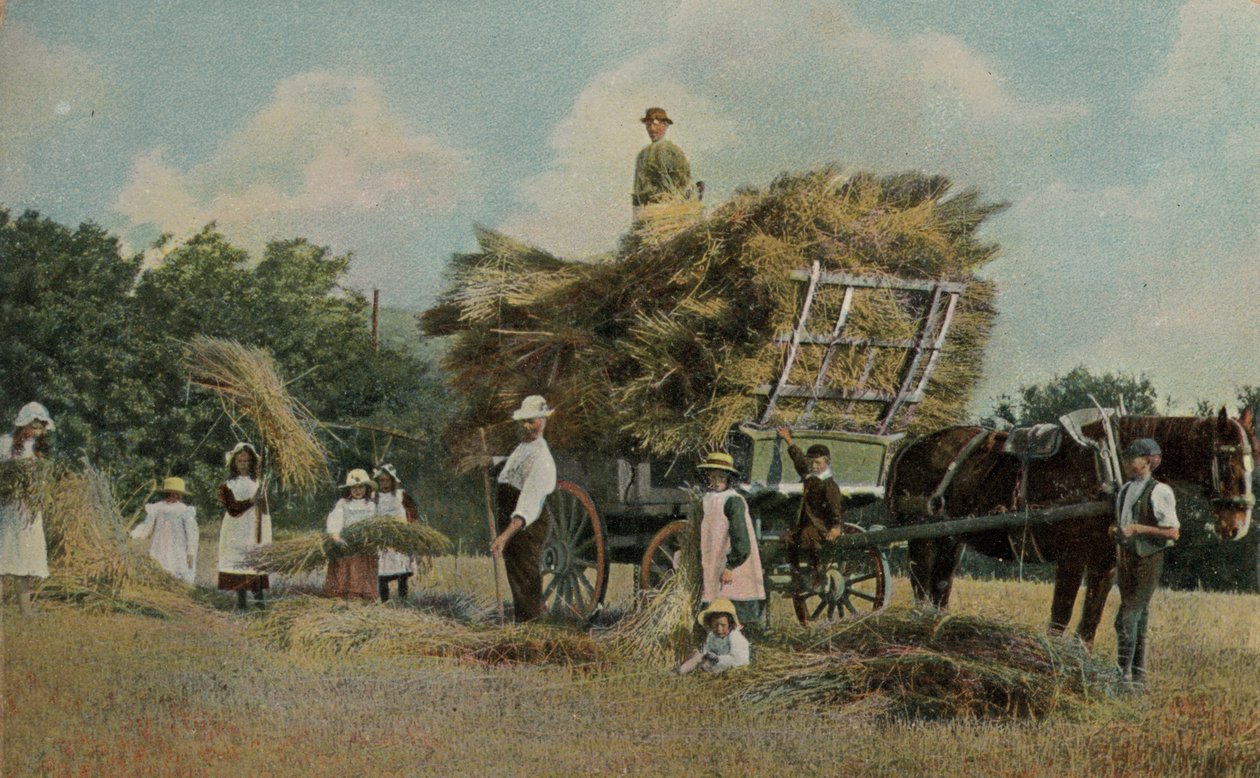 Farm Workers Harvesting in the Fields by English Photographer