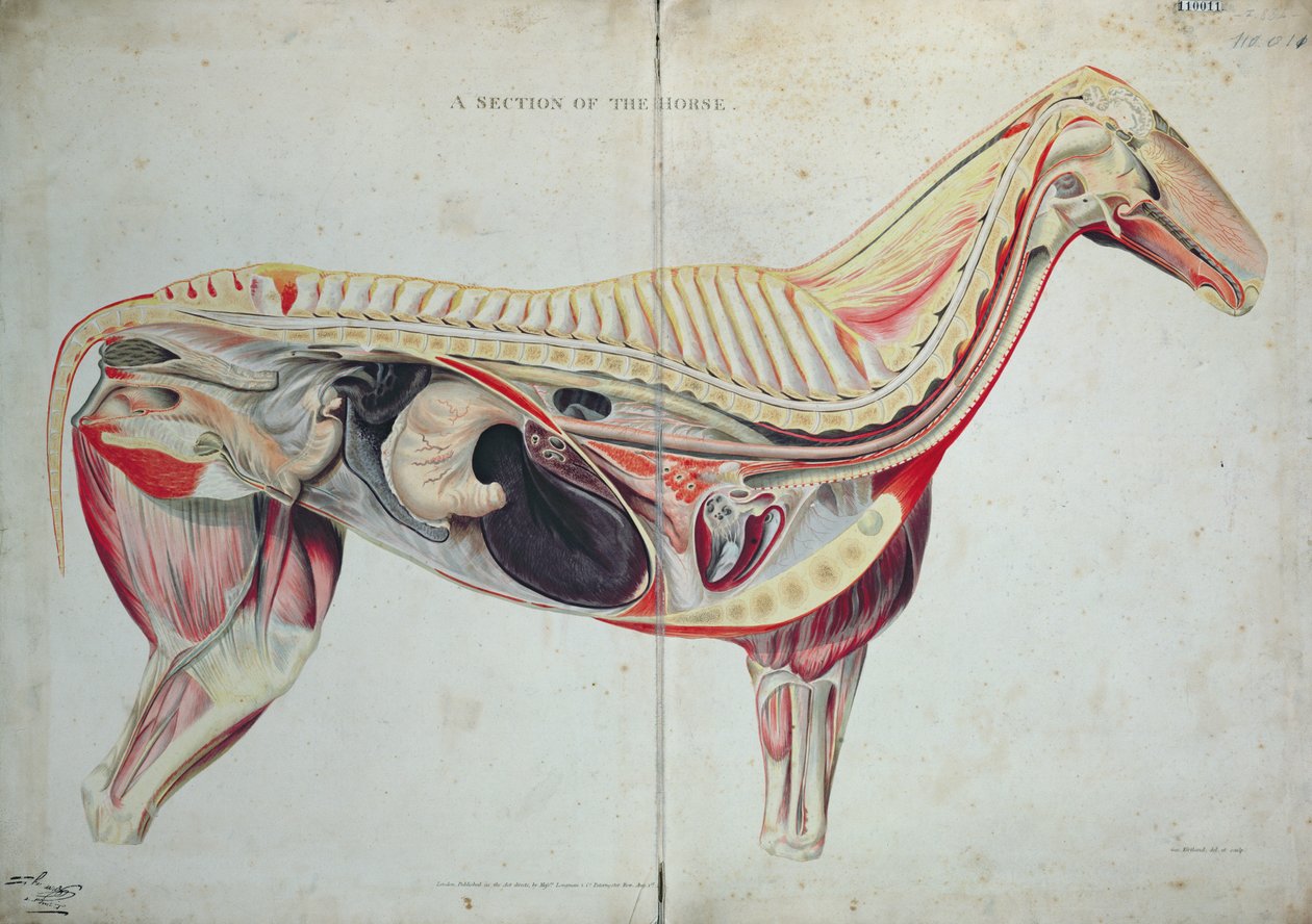 A Section of the Horse by English School