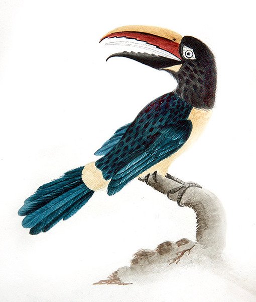 Aracari Toucan by English School