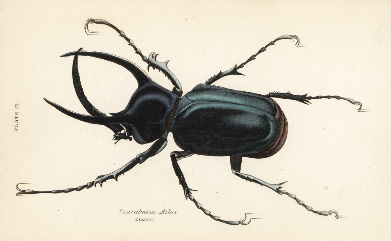 Atlas beetle, Chalcosoma atlas (Scarabaeus atlas) by English School