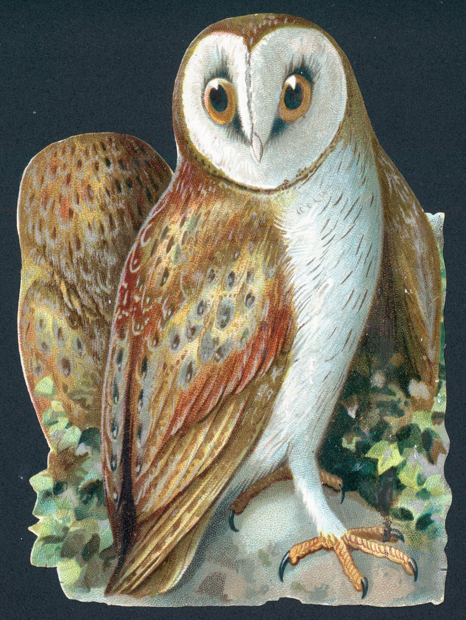 Barn Owl by English School