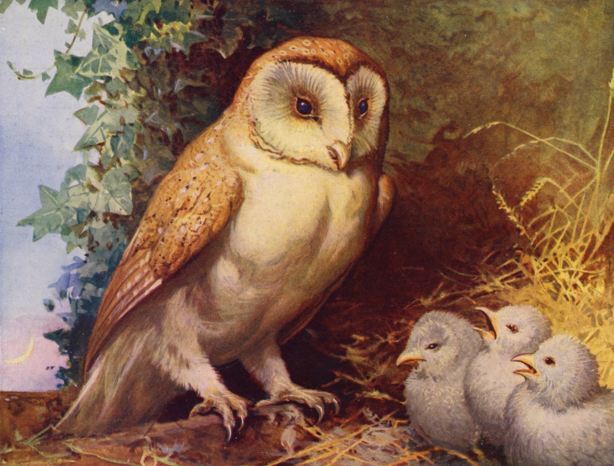 Barn owl and chicks by English School