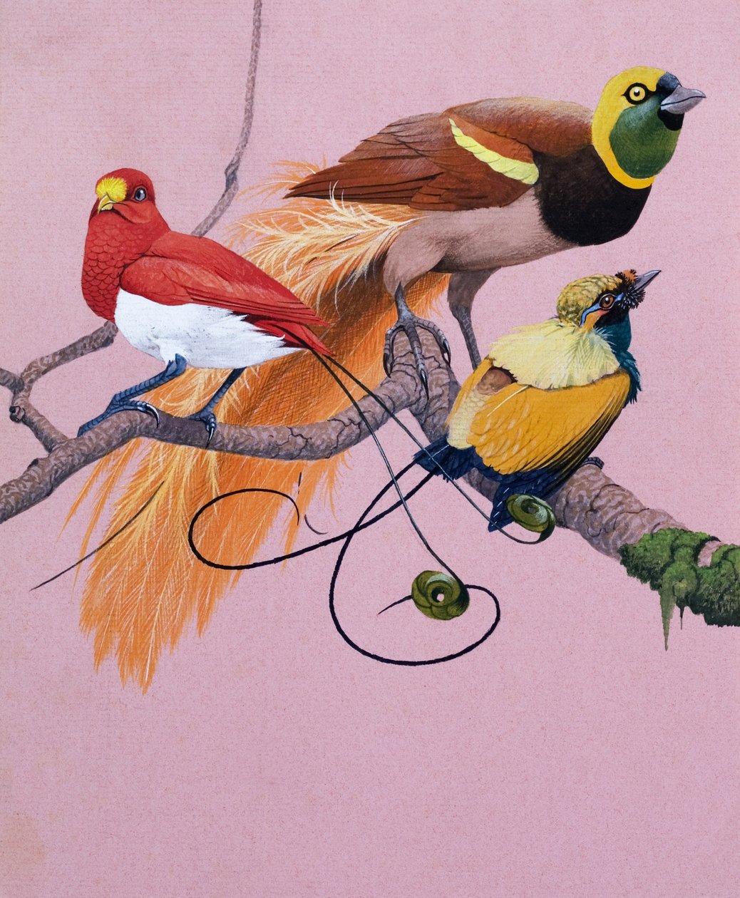 Birds of Paradise by English School