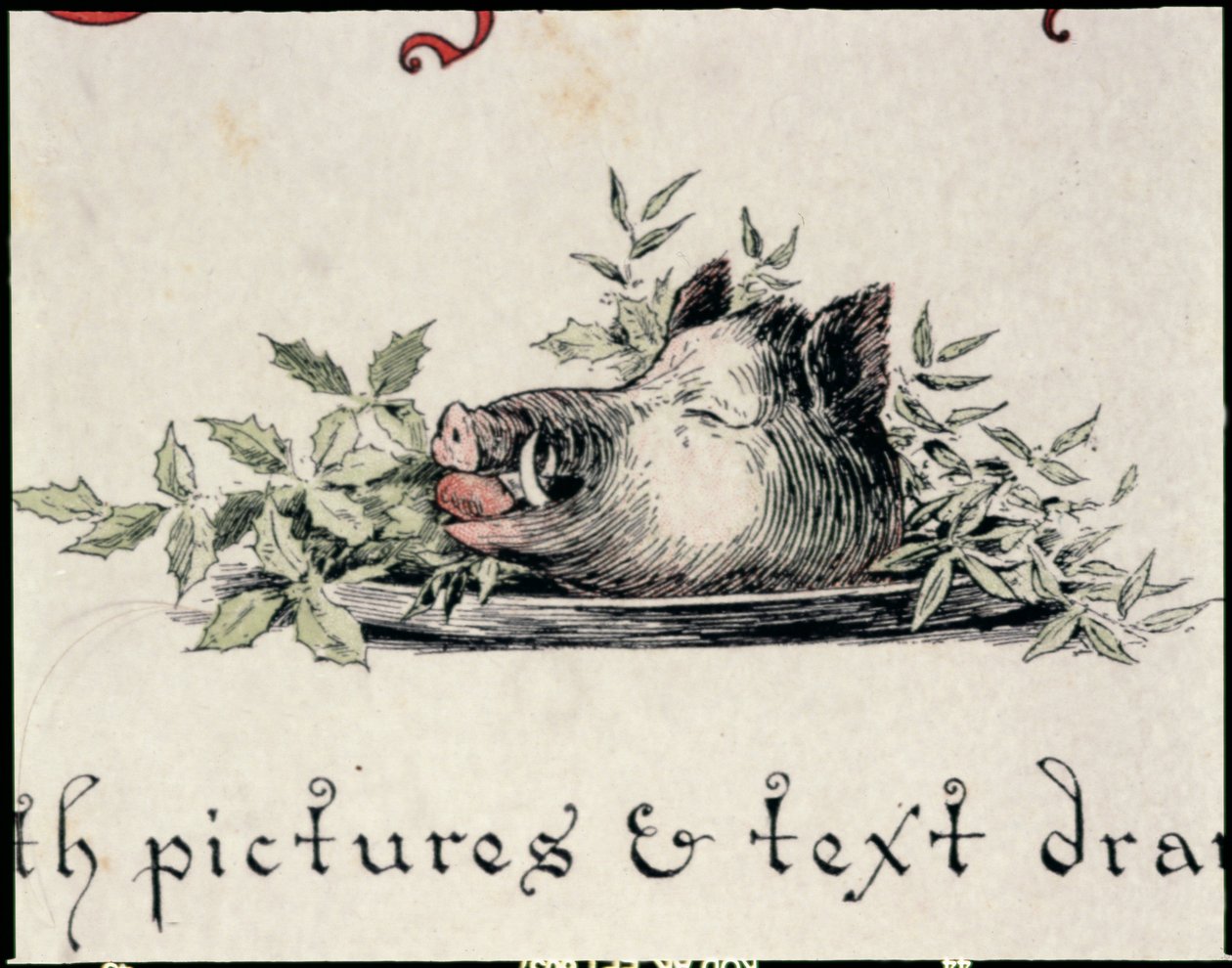 Boar