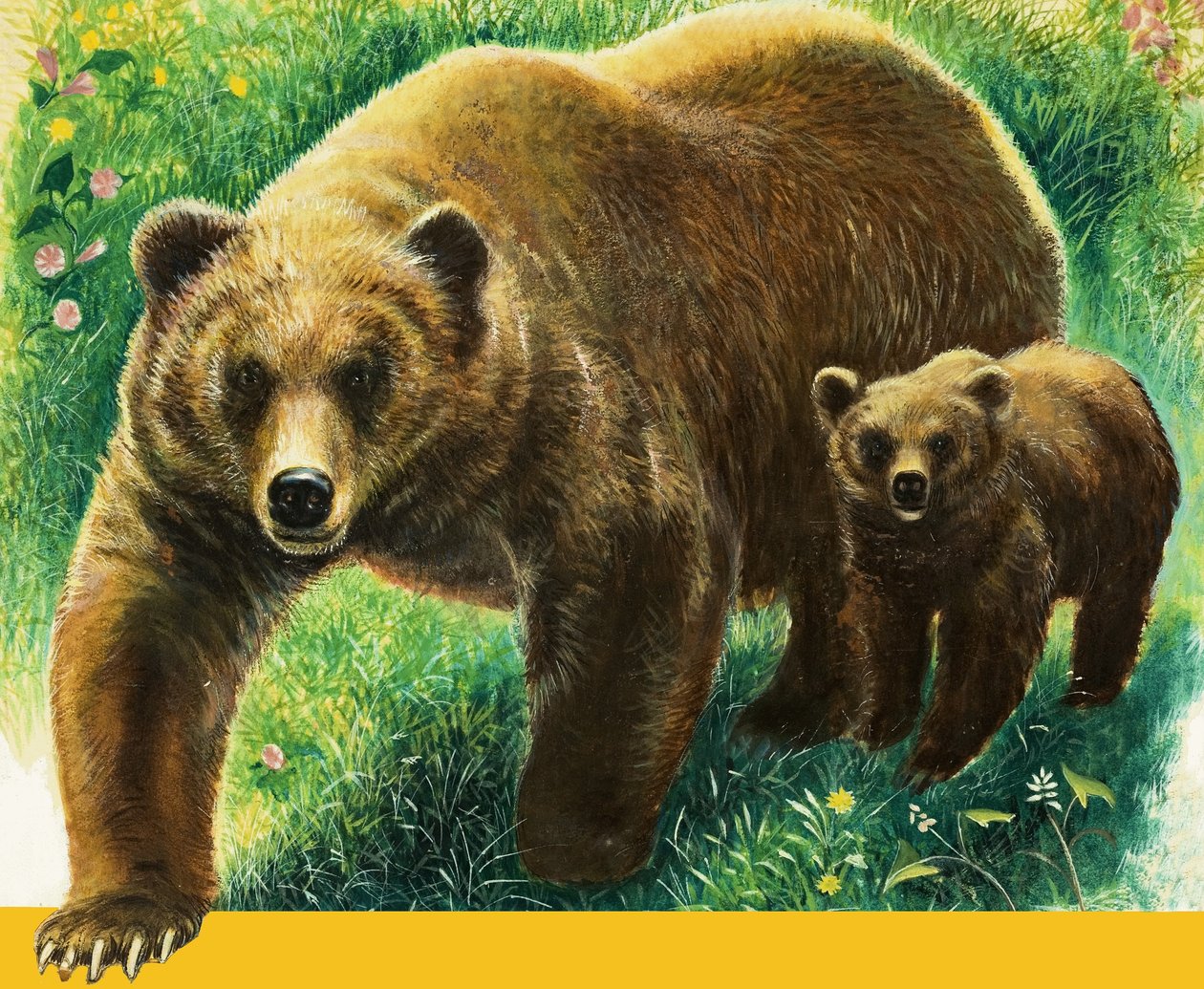 Brown Bear and Cub by English School