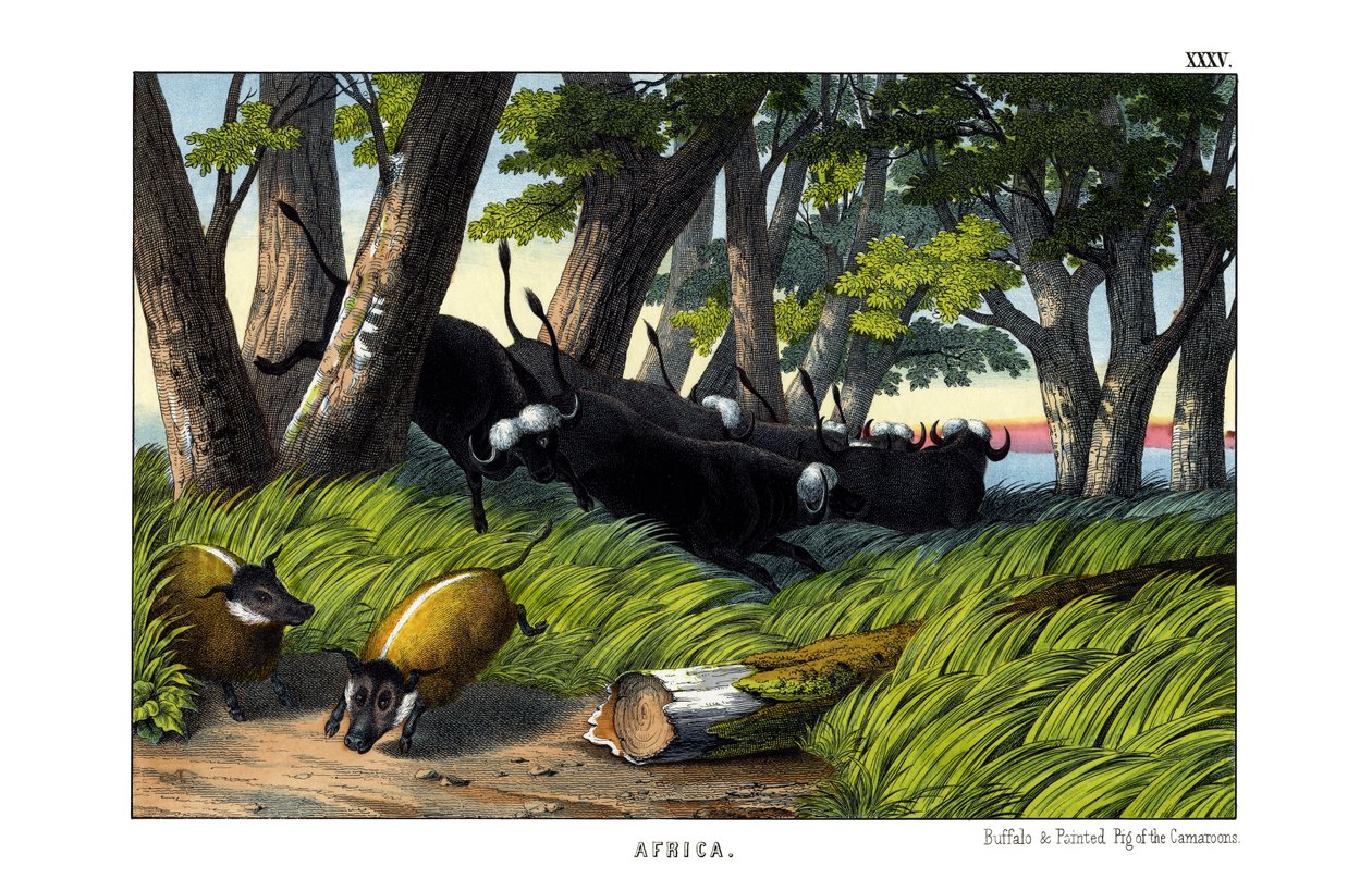 Buffalo by English School