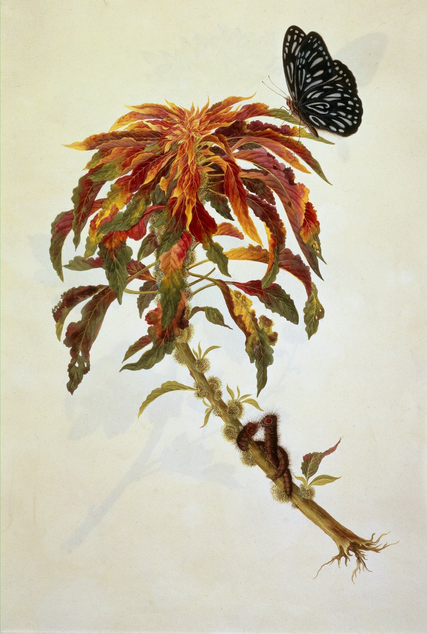 Butterfly & caterpillars on a large flowering plant by English School