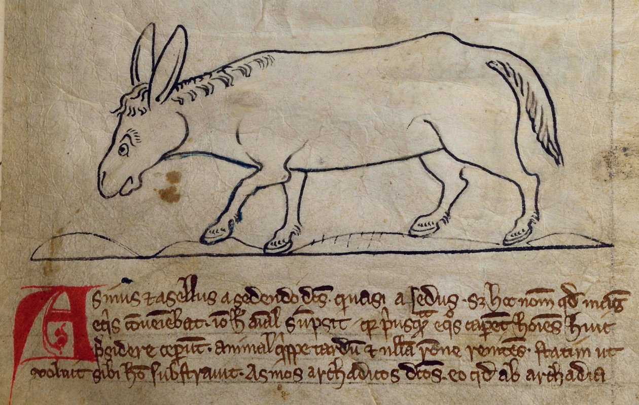 Ass, from Bestiary by English School