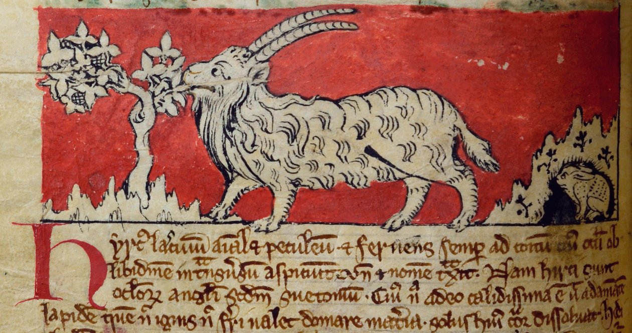 Goat, from Bestiary by English School