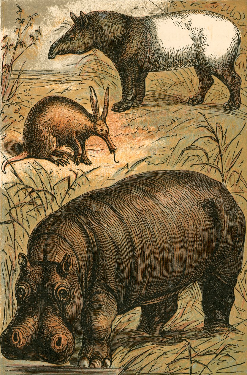 Cape Anteater, Malay Tapir and Hippopotamus by English School