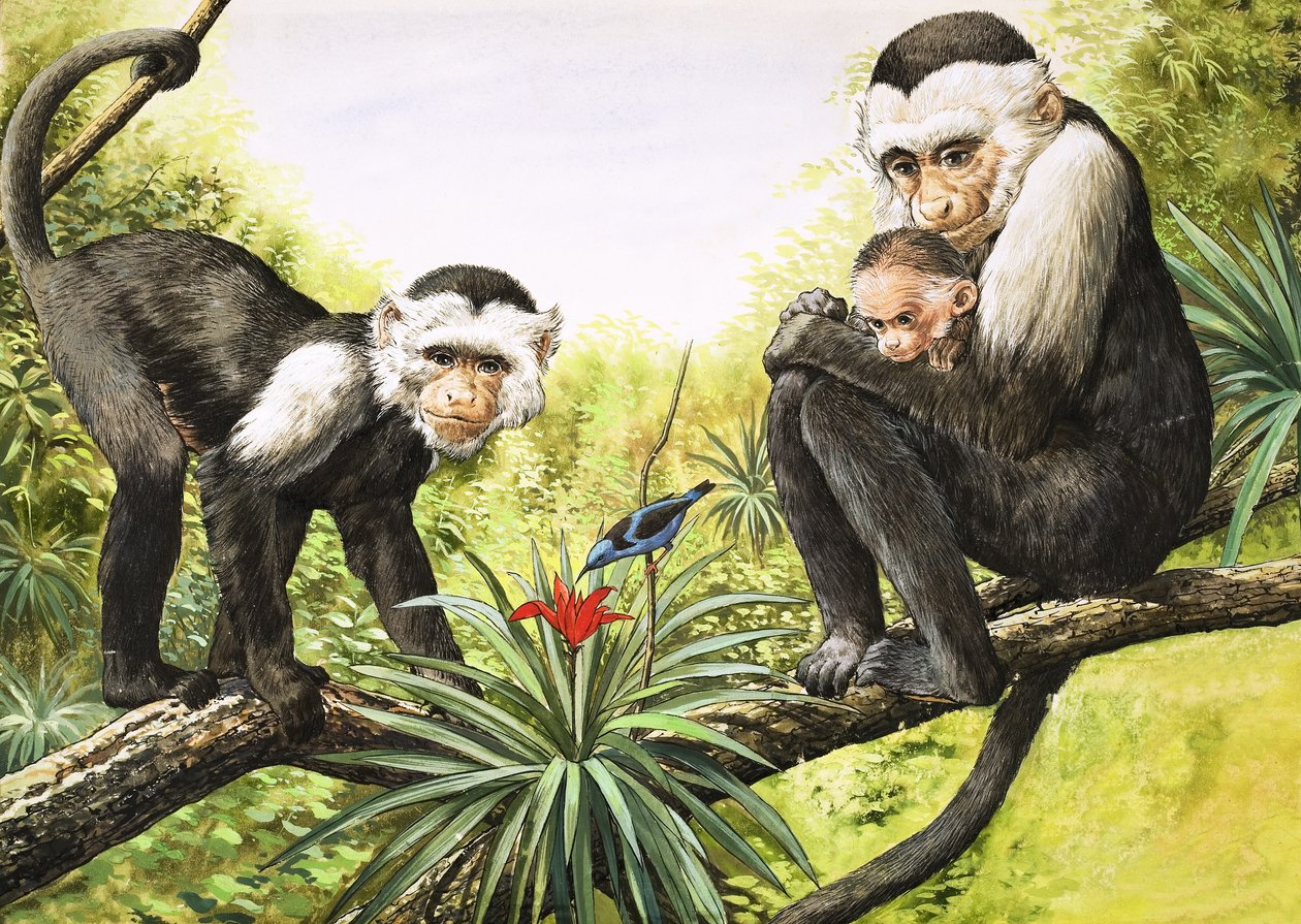 Capuchin Monkeys, illustration from 