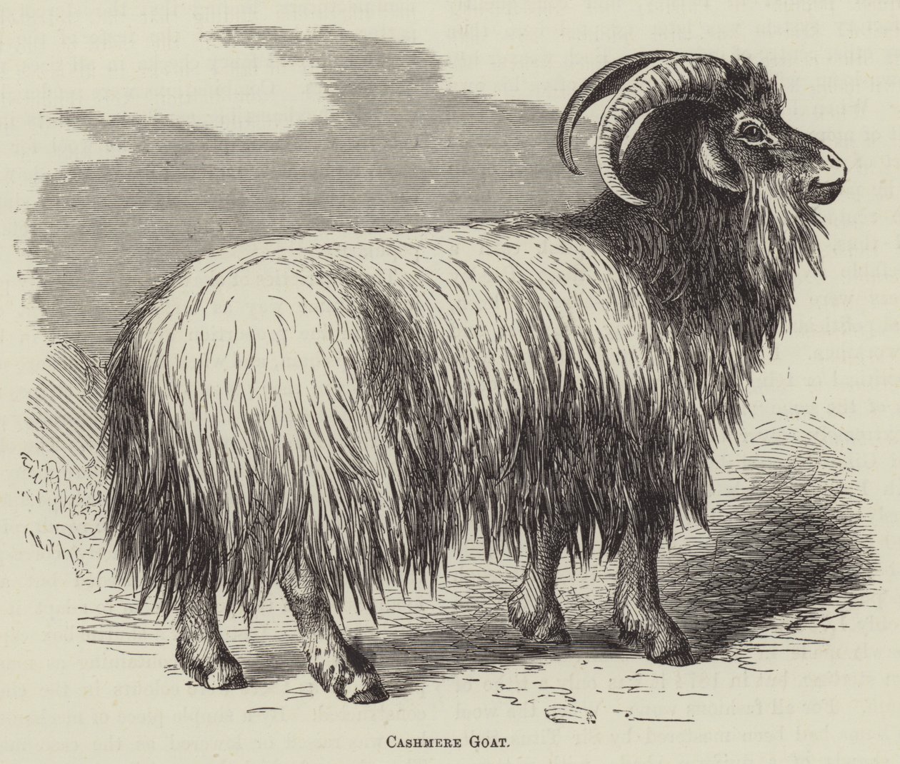 Cashmere Goat by English School