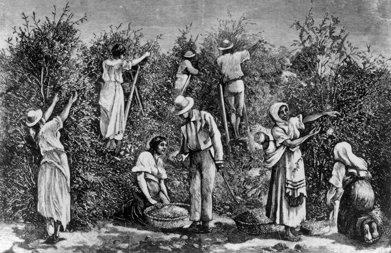 Coffee Harvest by English School