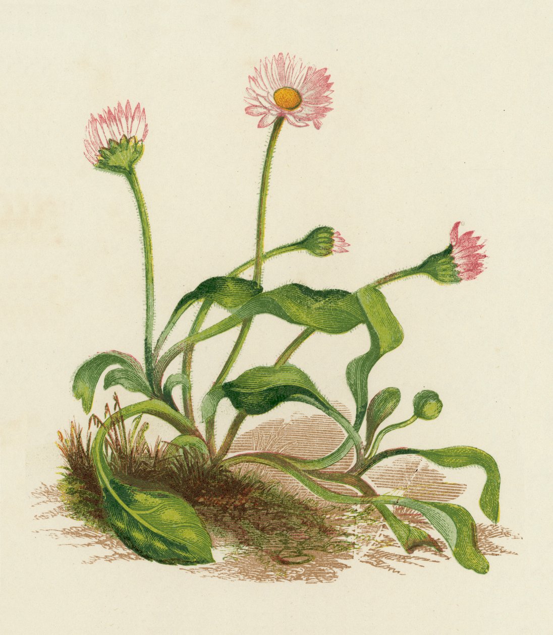 Common Daisy, Bellis Perennis by English School