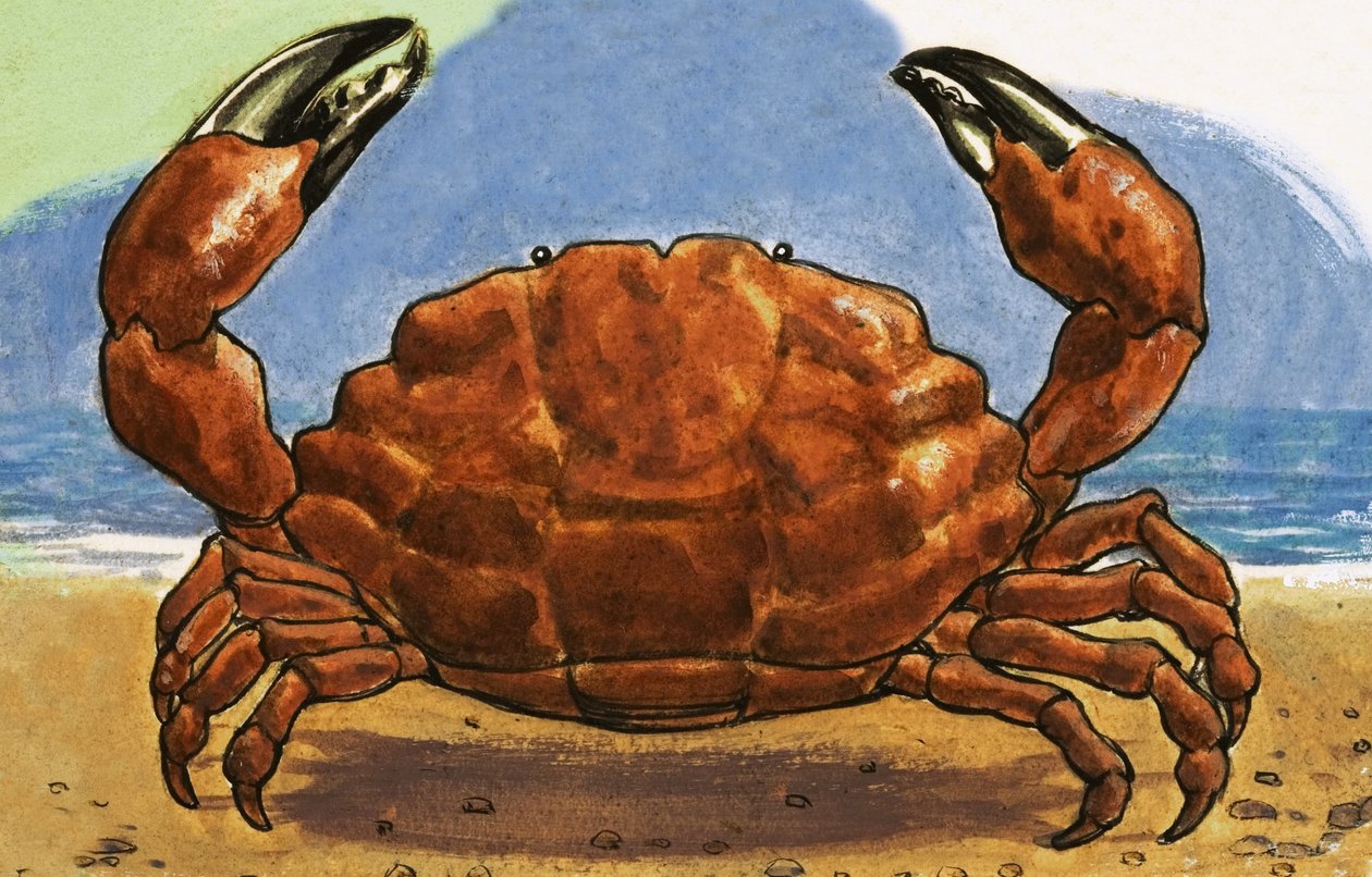 Crab by English School