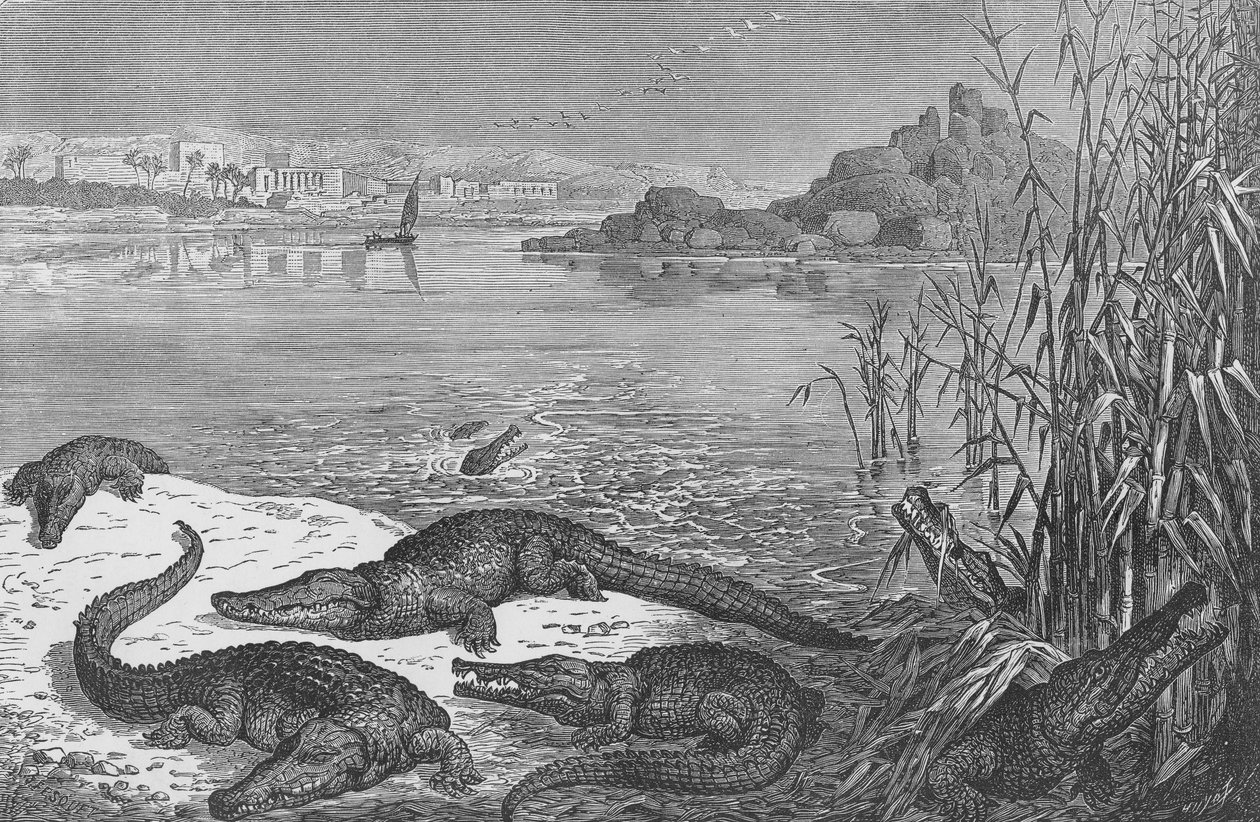 Crocodiles on the Upper Nile by English School
