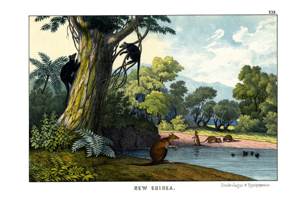 Dendrolagus and Hypsiprymnus by English School