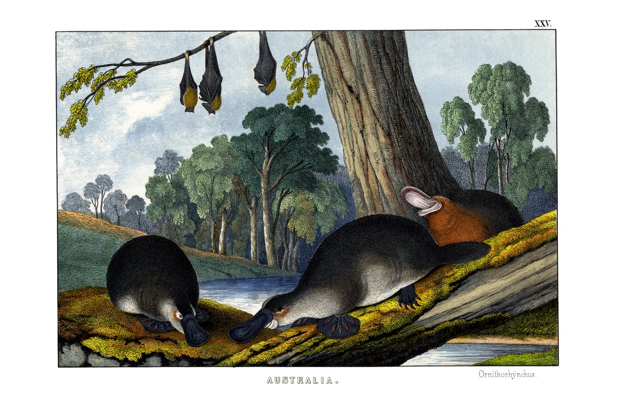 Duck-billed Platypus by English School