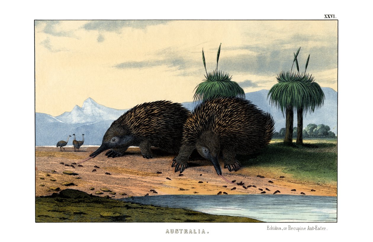 Echidna by English School
