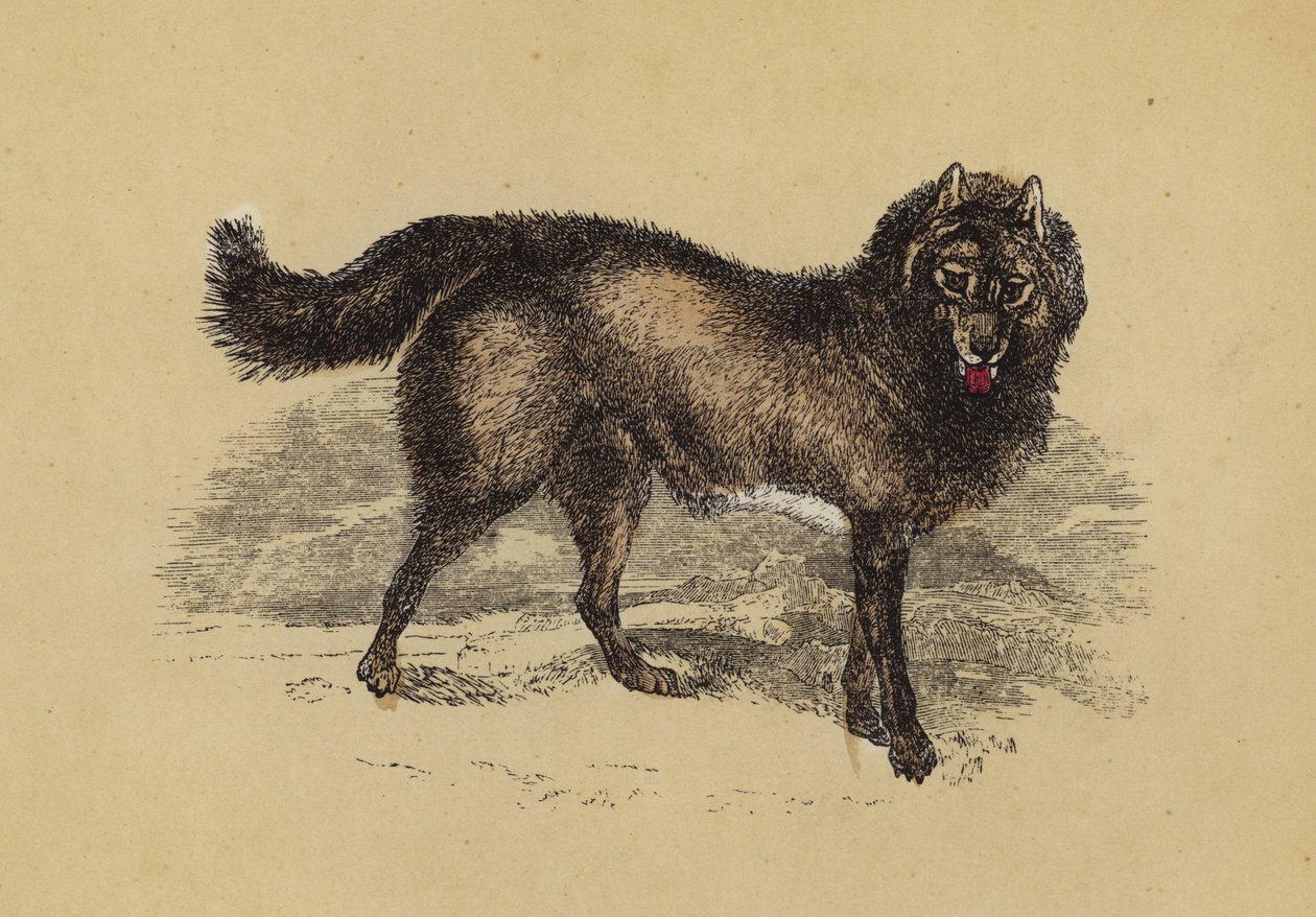 Esquimaux Dog by English School