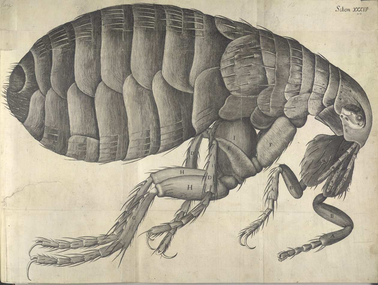 Flea, from Micrographia by English School