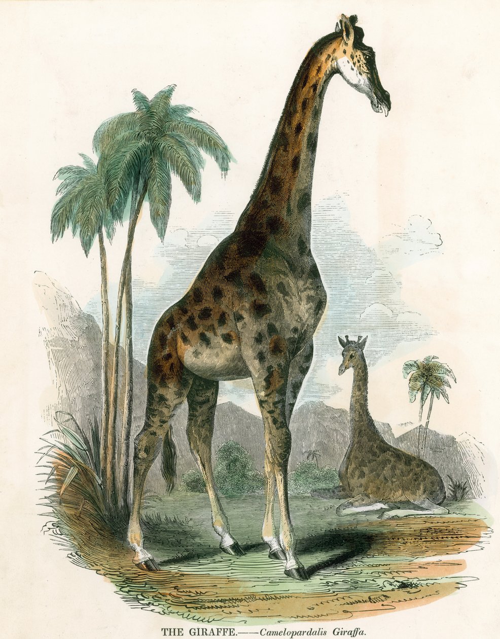 Giraffe by English School