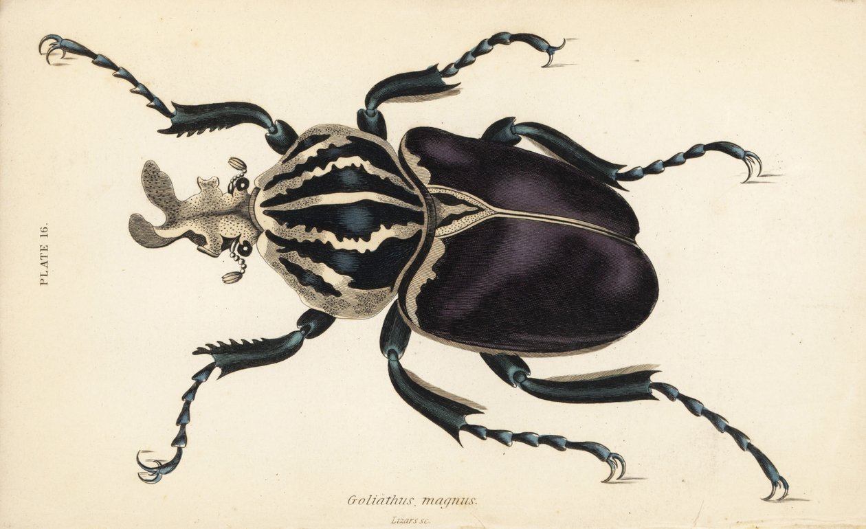 Goliath Beetle, Goliathus goliatus (Goliathus magnus) by English School