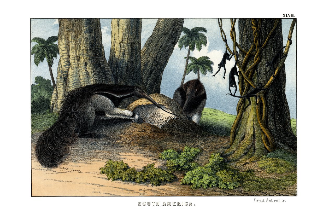 Great Anteater by English School
