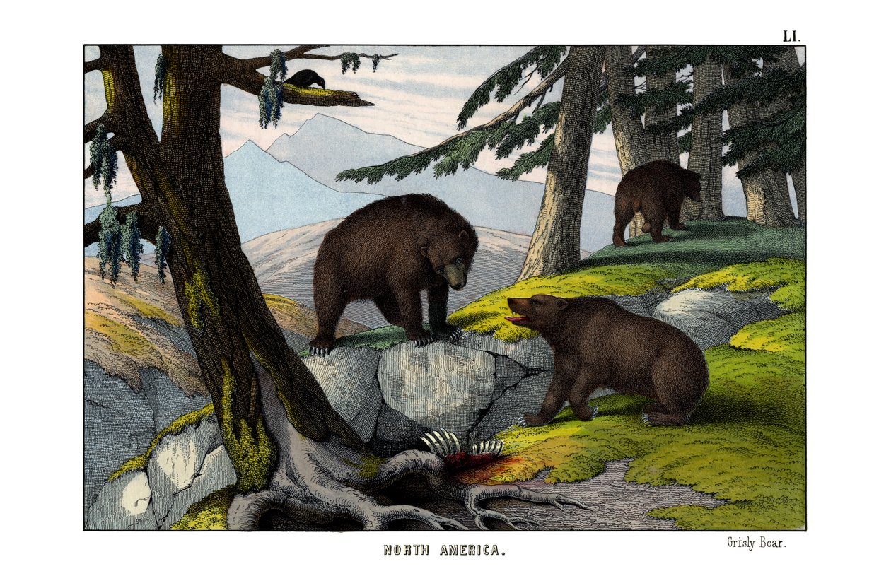 Grizzly Bear by English School