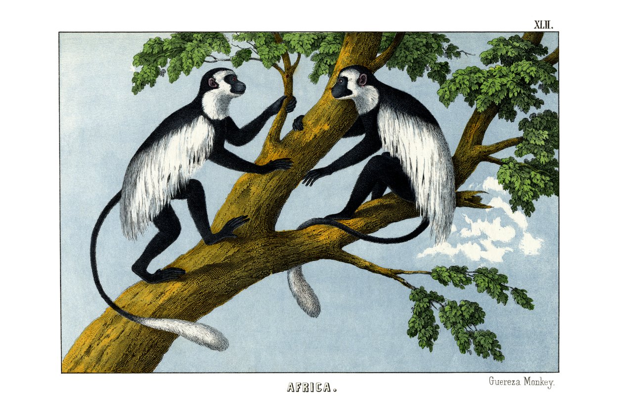 Guereza Monkey by English School