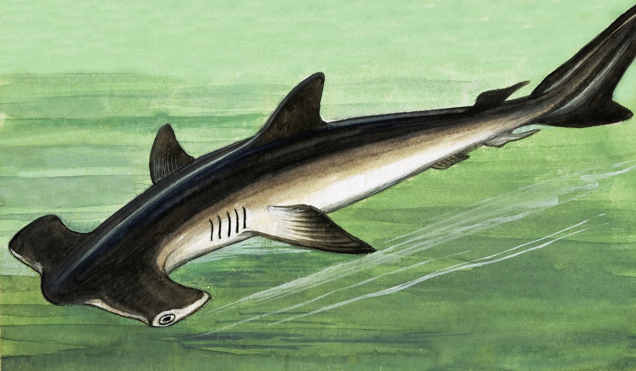 Hammerhead Shark by English School