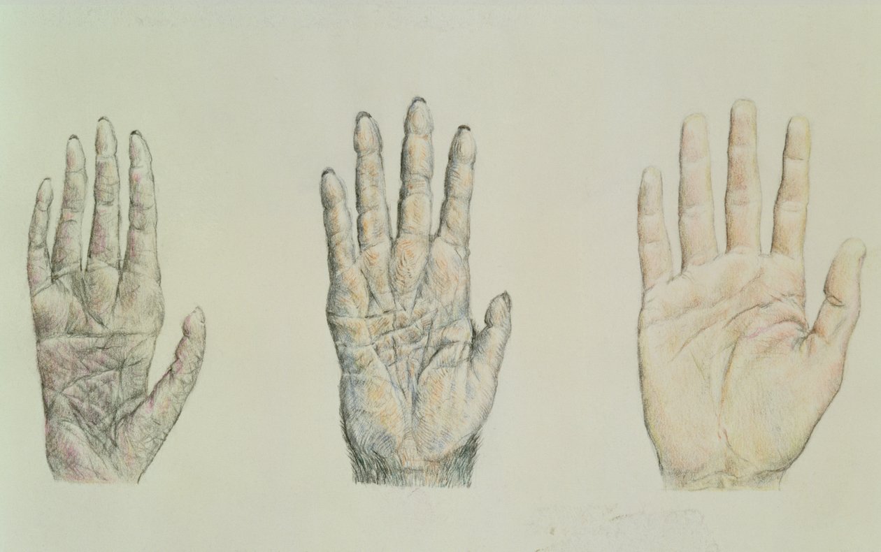Hands of a primate and a human by English School