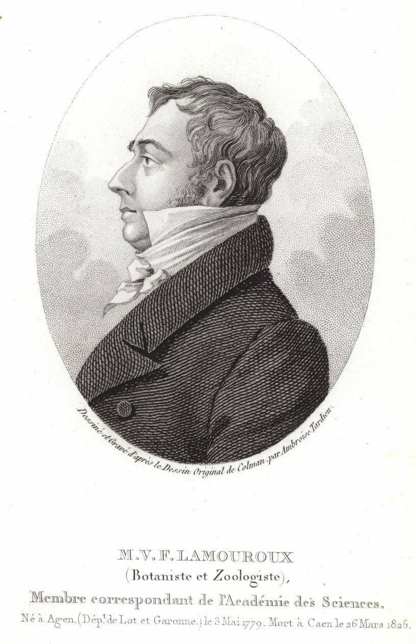 Jean Vincent Félix Lamouroux by English School