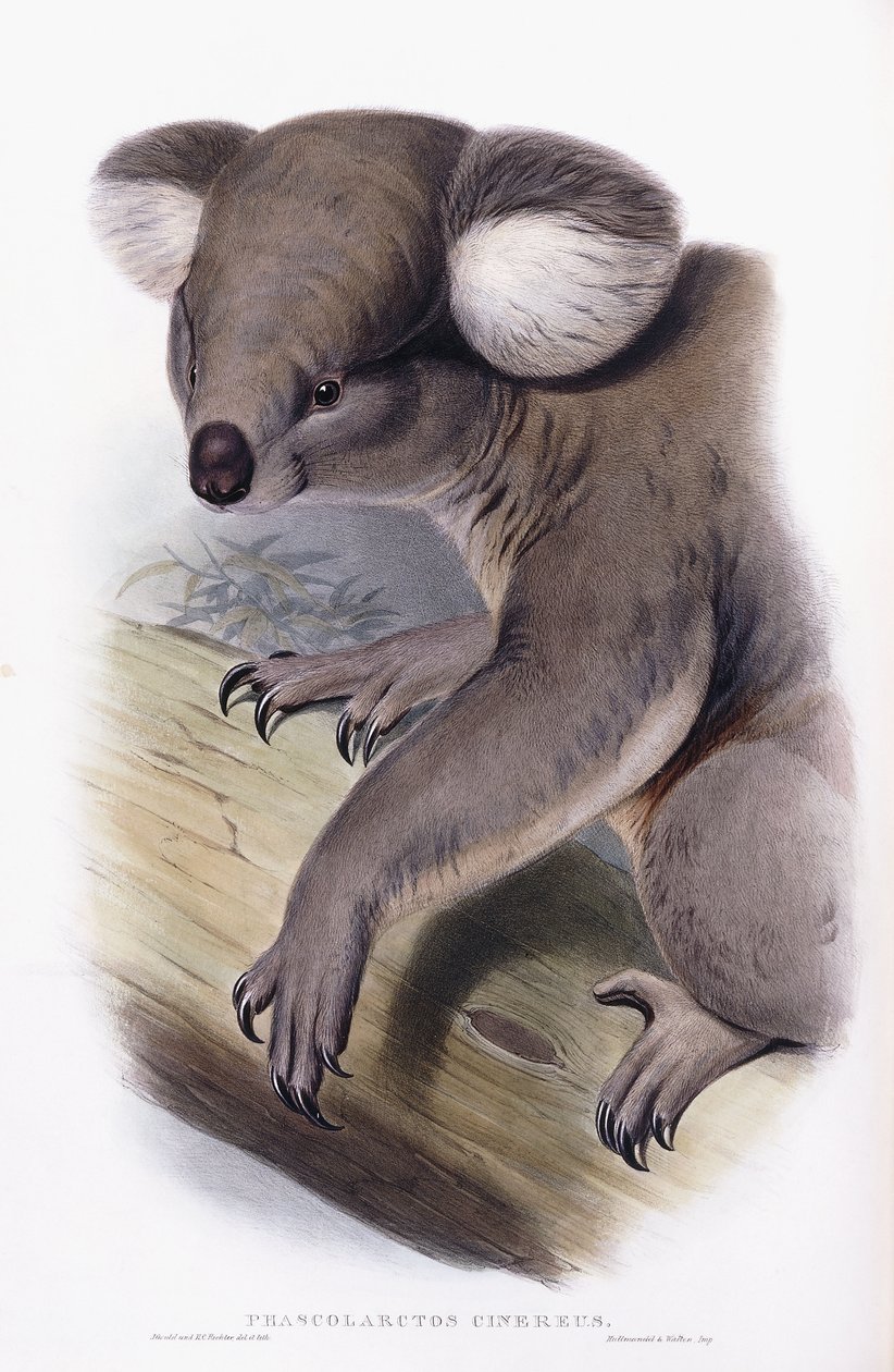 Koala - Phascolarctos Cinereus by English School