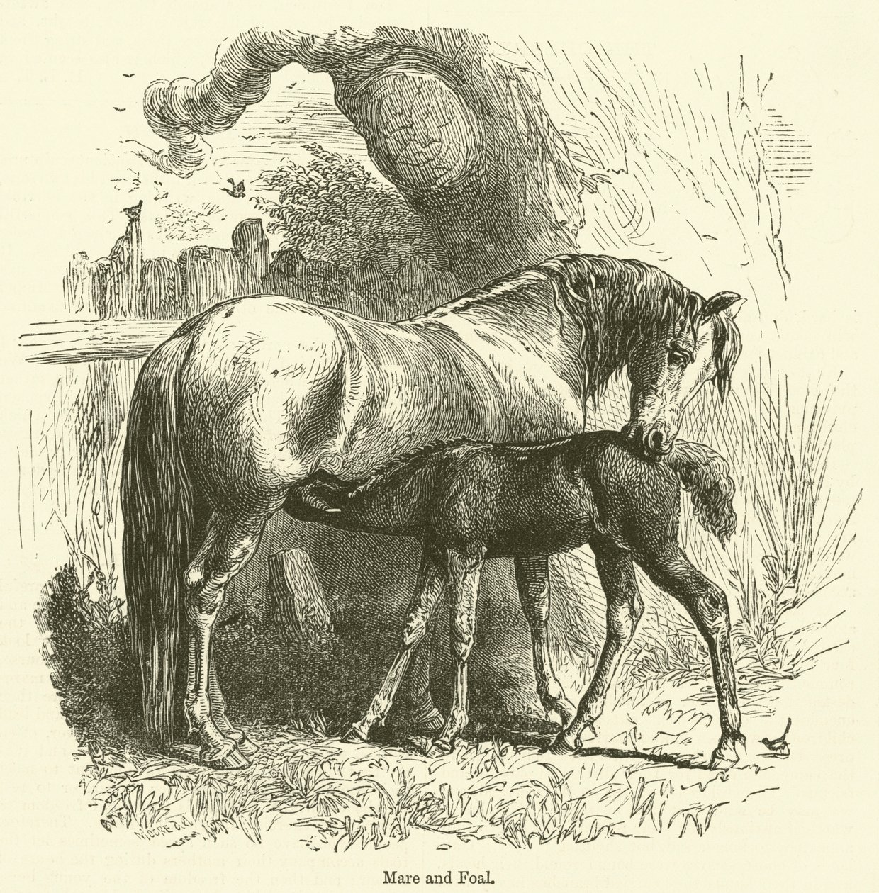 Mare and Foal by English School