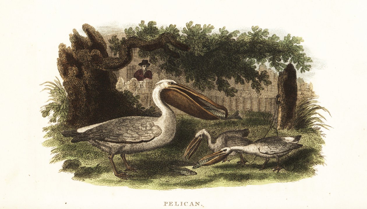 Native American method of fishing with pelicans by English School