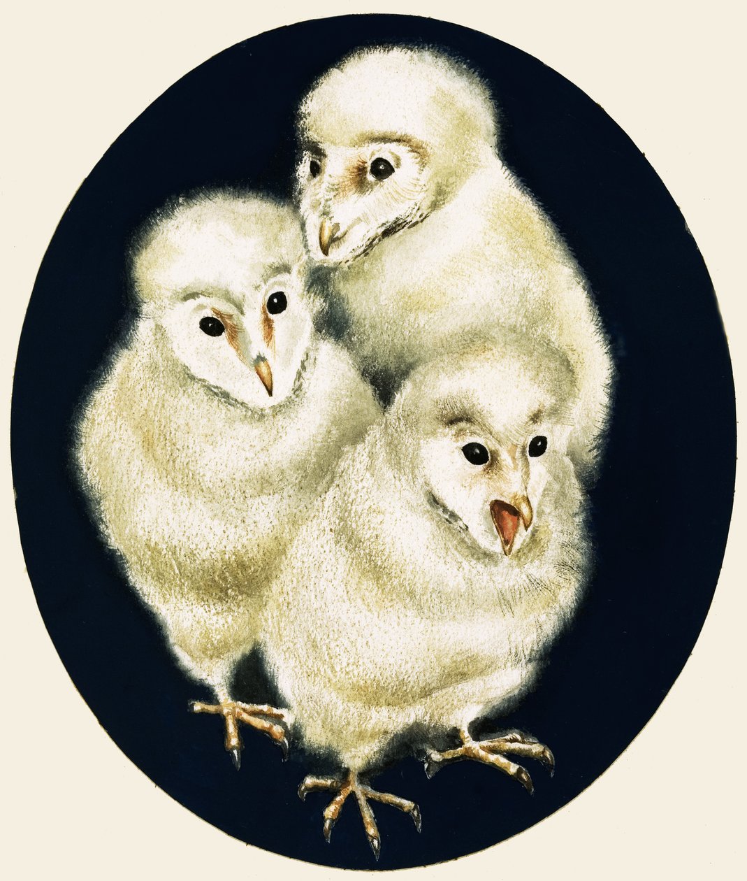 Peeps at Nature: Owl Chicks by English School