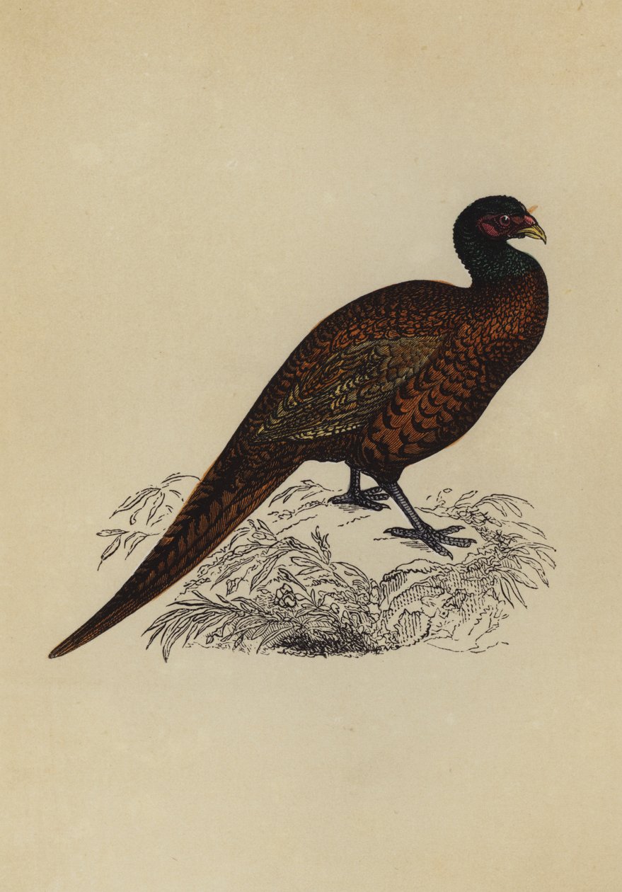 Pheasant by English School