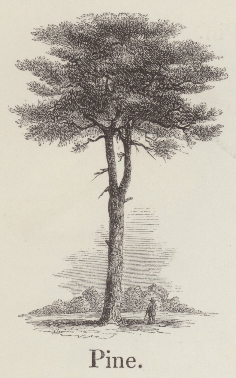 Pine by English School