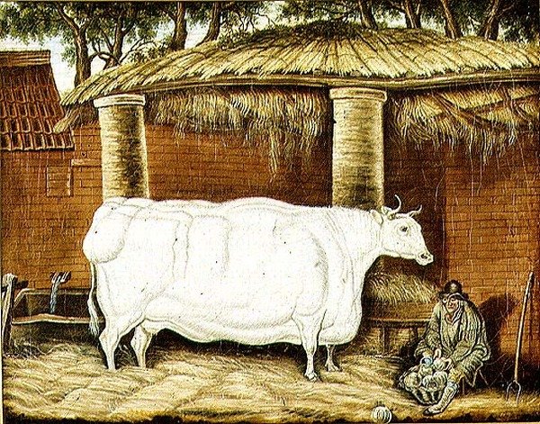 Primitive Ox by English School