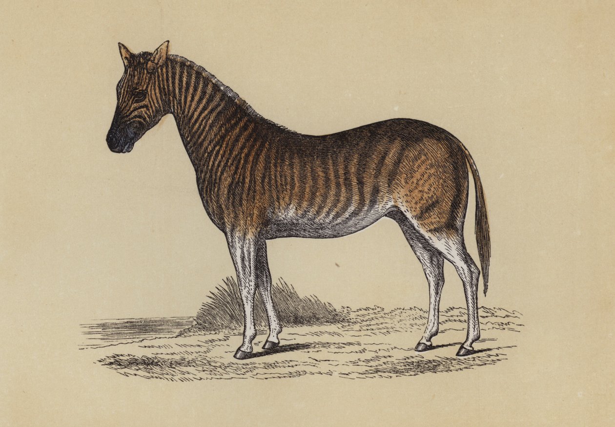 Quagga by English School