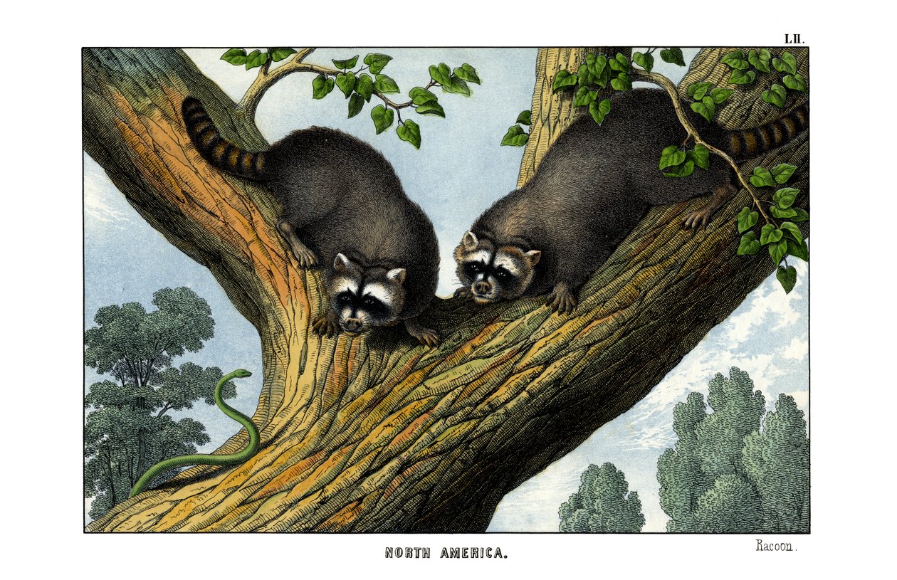 Racoon by English School