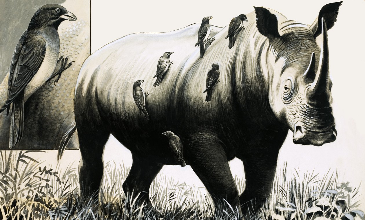 Rhinoceros and Oxpecker Bird by English School
